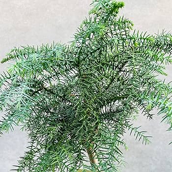 Amazon.co.jp: 観葉植物 黄金昇り竜 シマナンヨウスギ